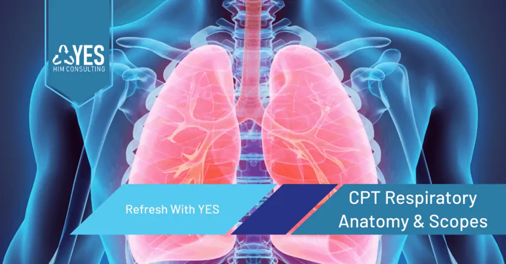 RWY CPT Respiratory Anatomy & Scopes Article Image