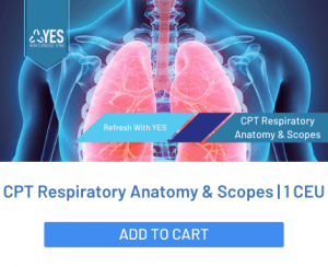 respiratory anatomy bronchoscopy cpt code